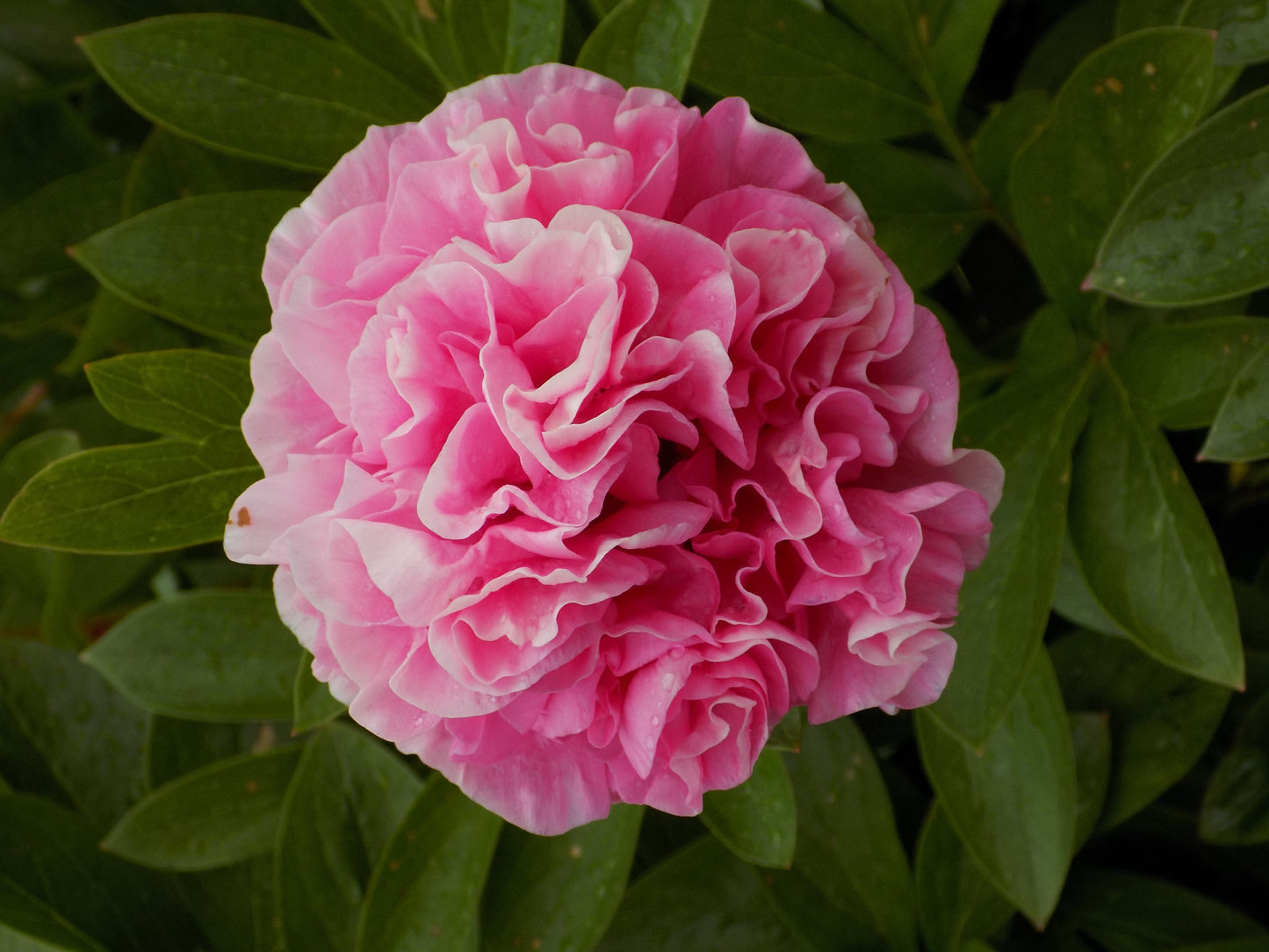 Carnation Bouquet