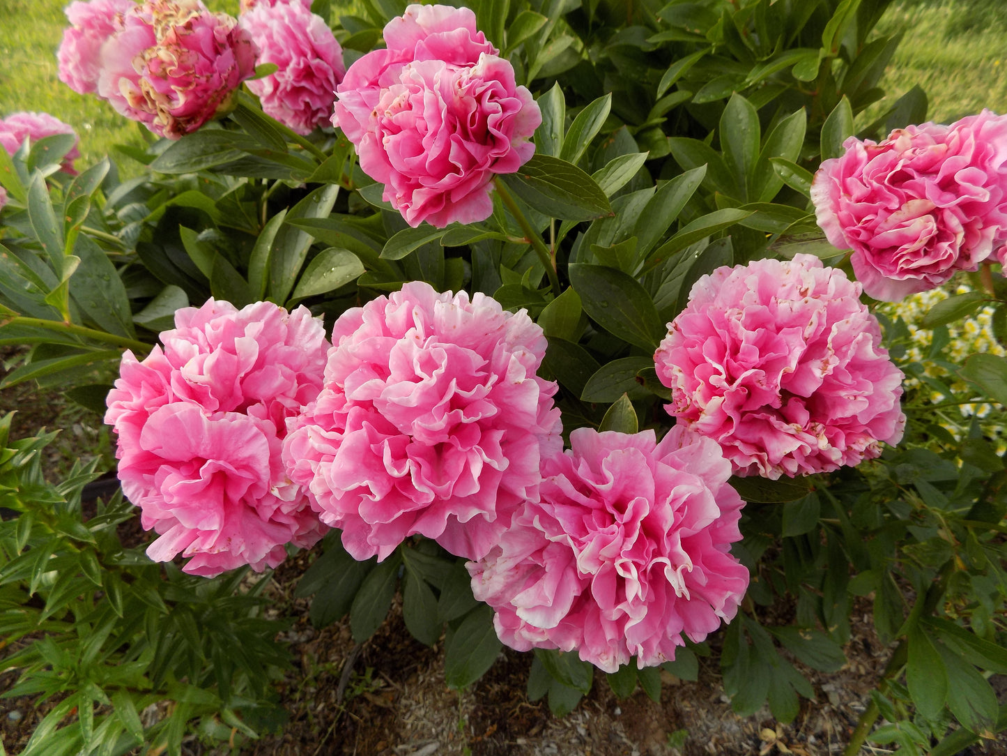 Carnation Bouquet