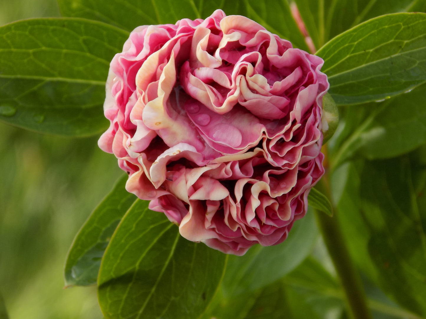 Carnation Bouquet