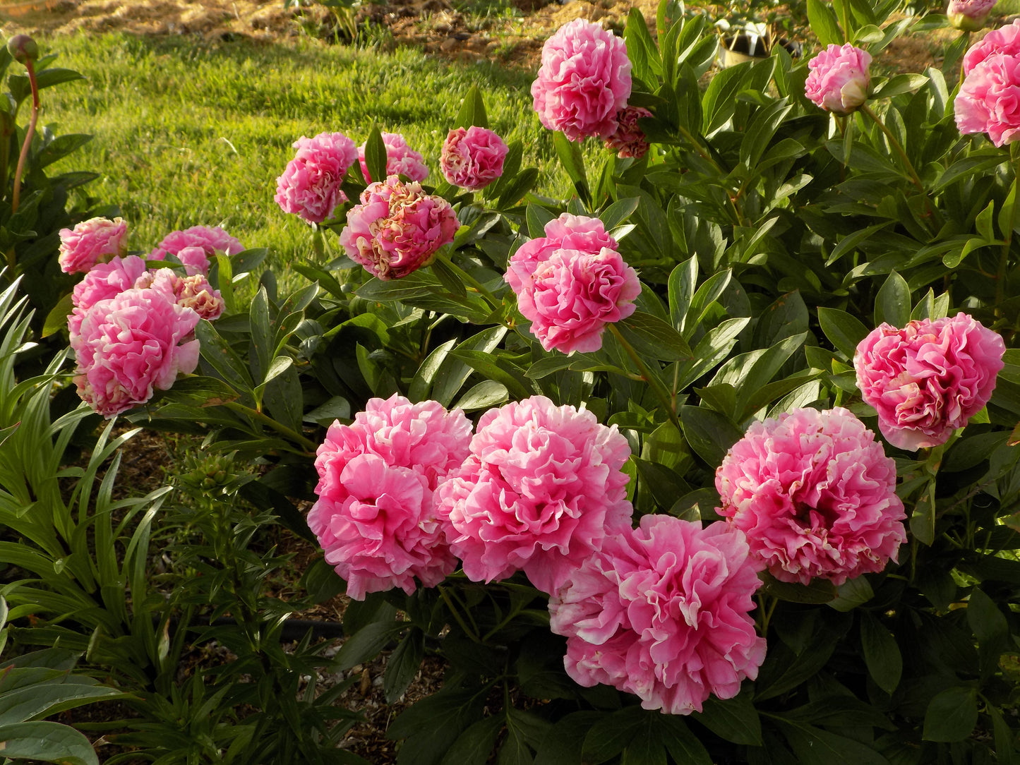 Carnation Bouquet