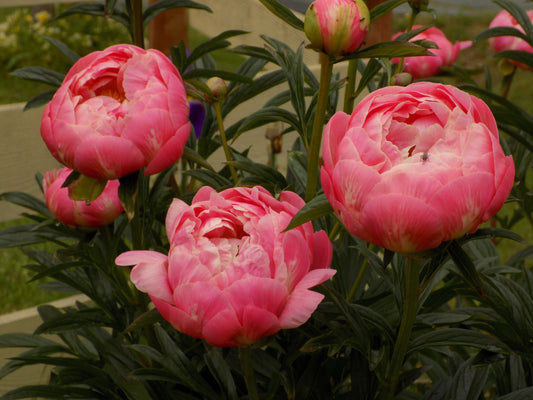 Peony Collection № 2