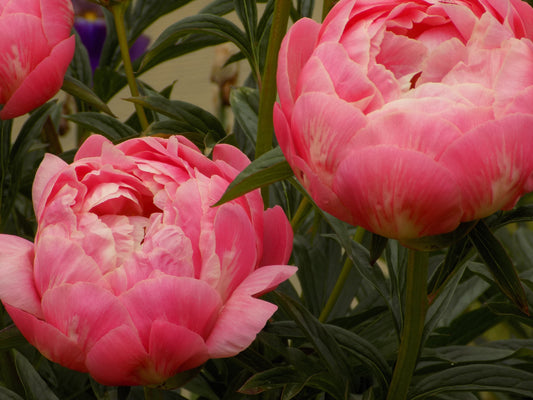 Peony Collection