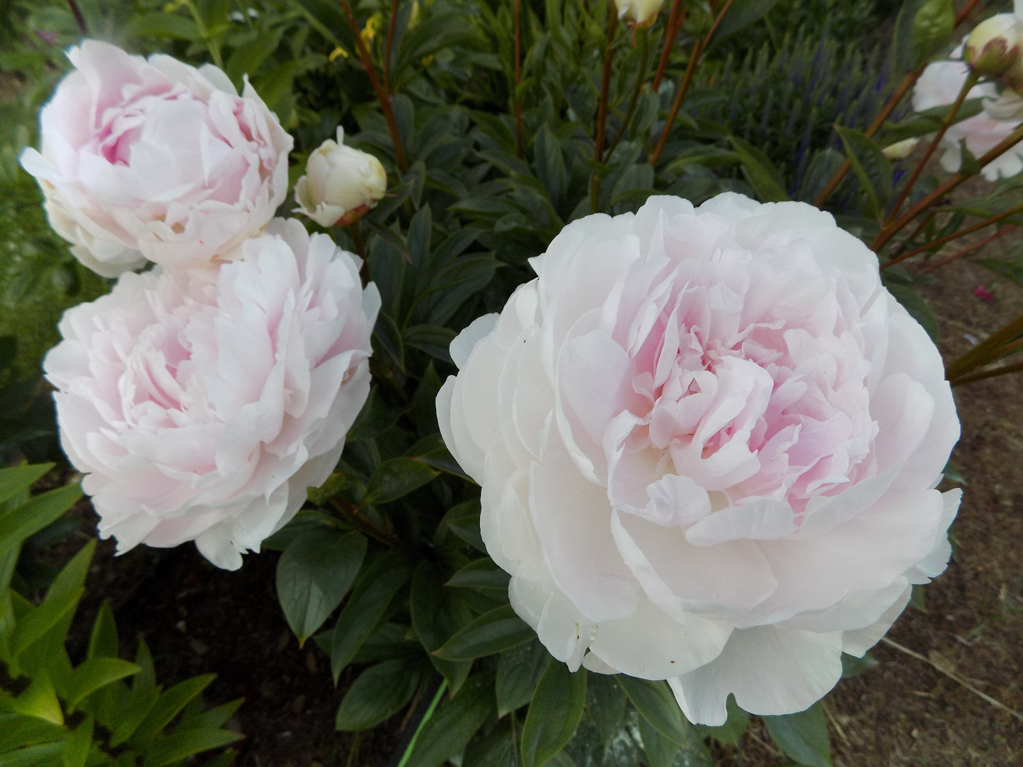 Pink peony