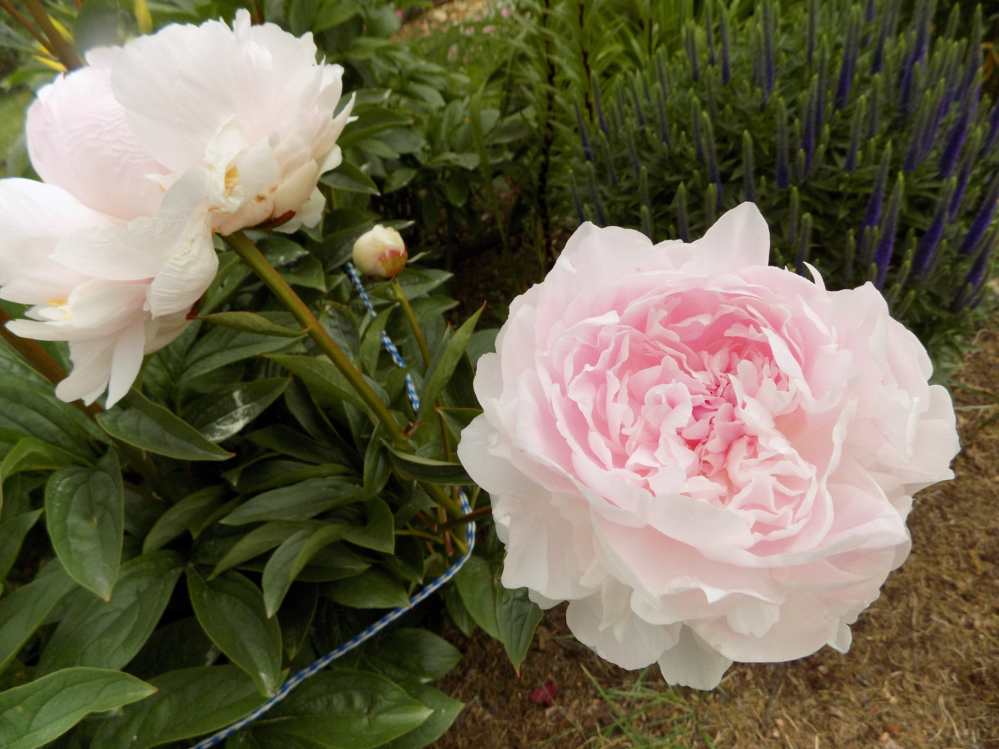 Lady Orchid peony