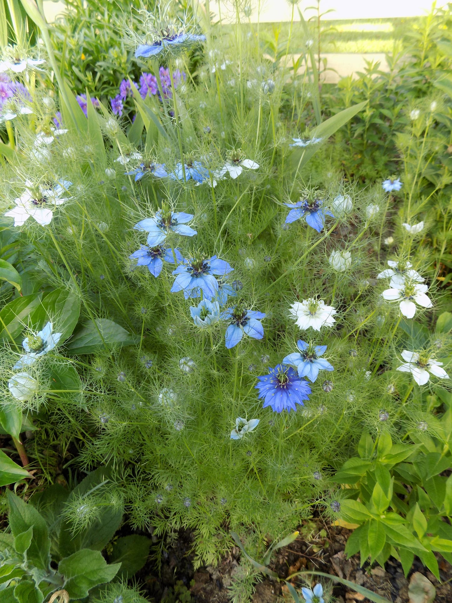 Nigella