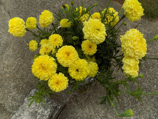 Mexican marigolds "Lemon Prince"