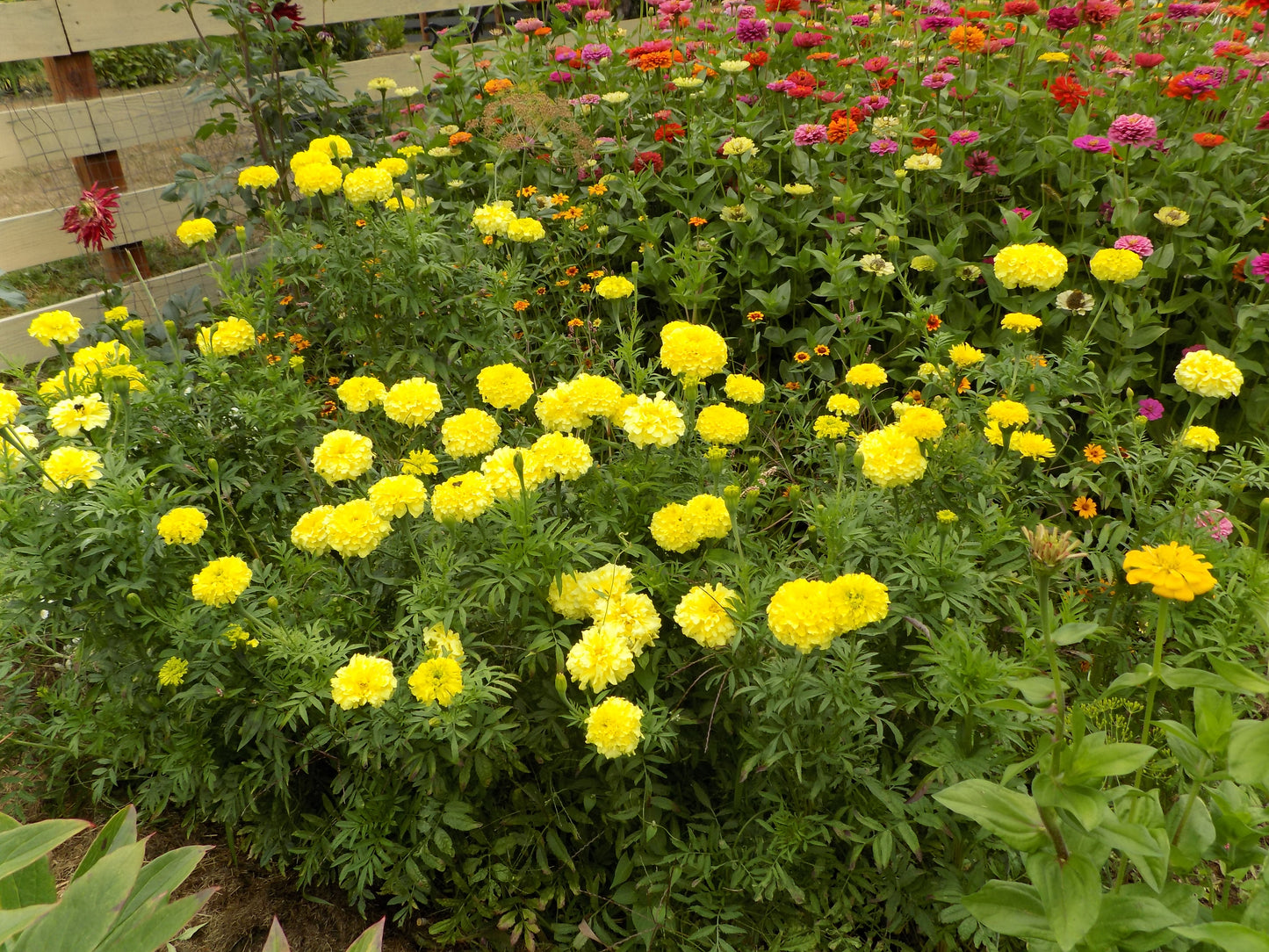 Mexican marigolds "Lemon Prince"