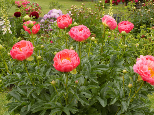 Peony Collection № 3