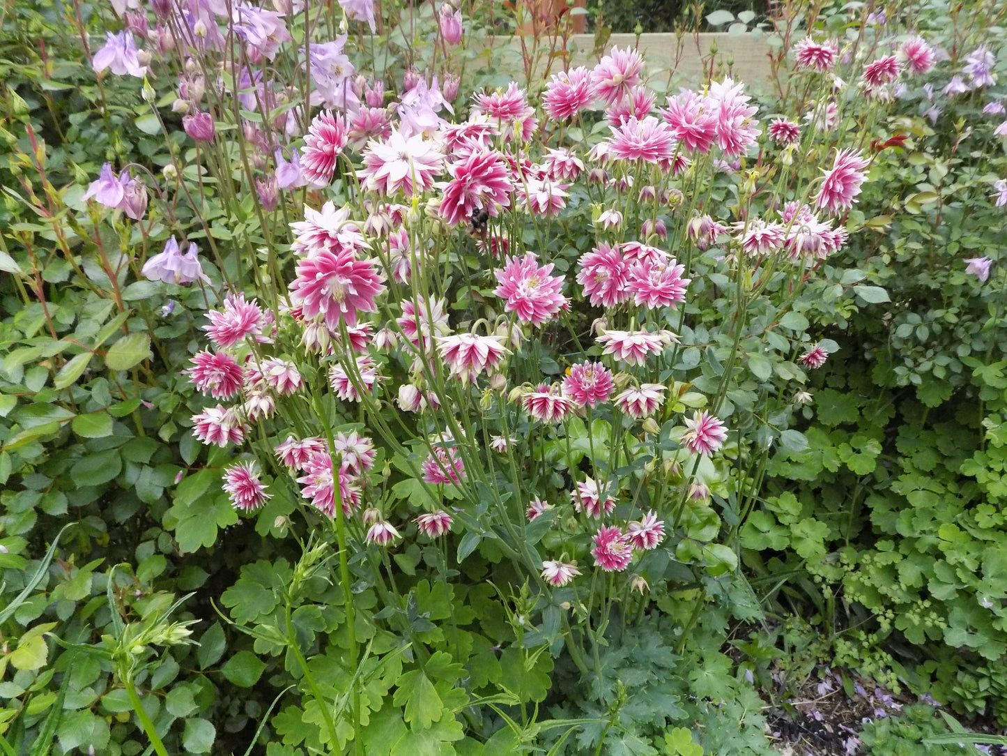 Aquilegia vulgaris (columbine) Nora Barlow