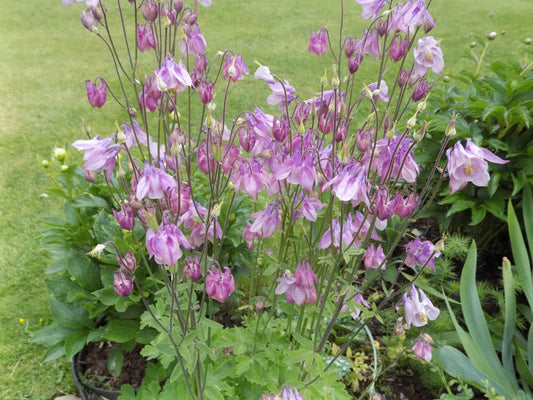 Aquilegia vulgaris (columbine) Lavender