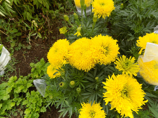 Mexican marigolds "Fantastic" lemon color