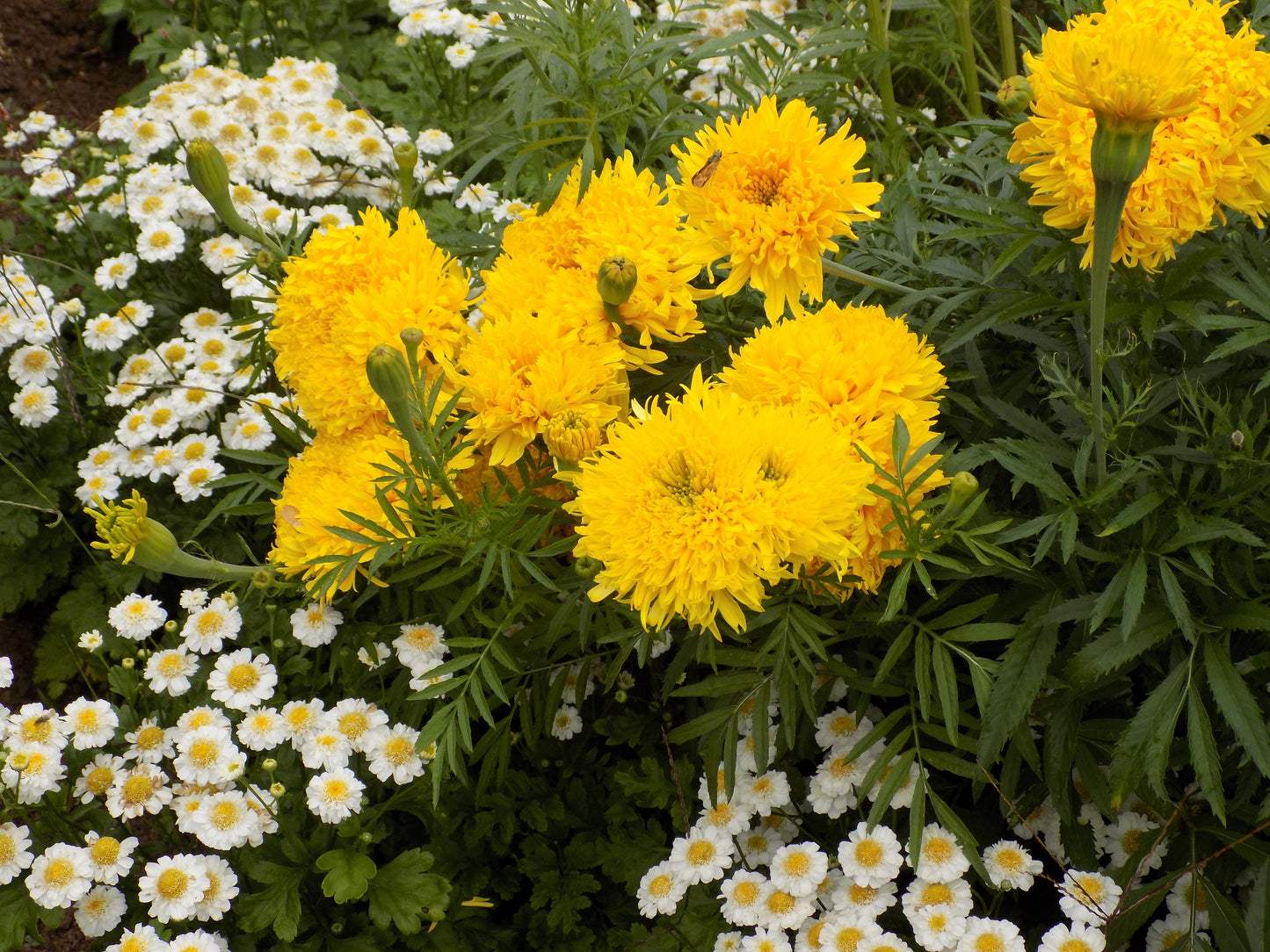 Mexican marigolds "Fantastic" lemon color