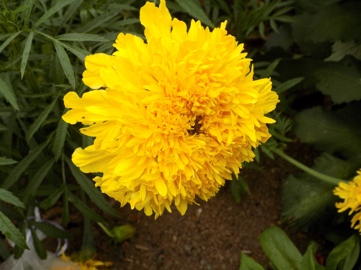 Mexican marigolds "Fantastic" lemon color