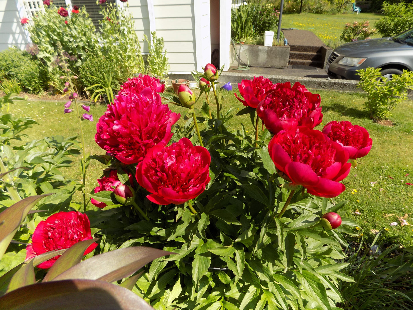 Peony Collection № 2