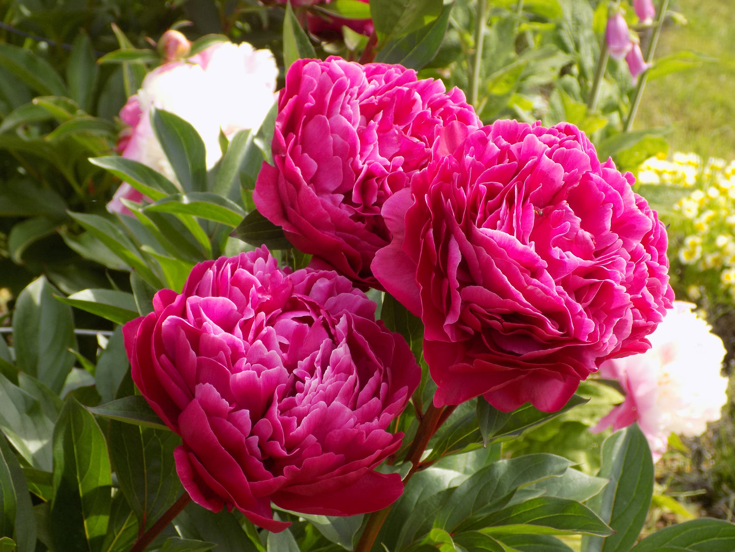 Peony Collection № 3