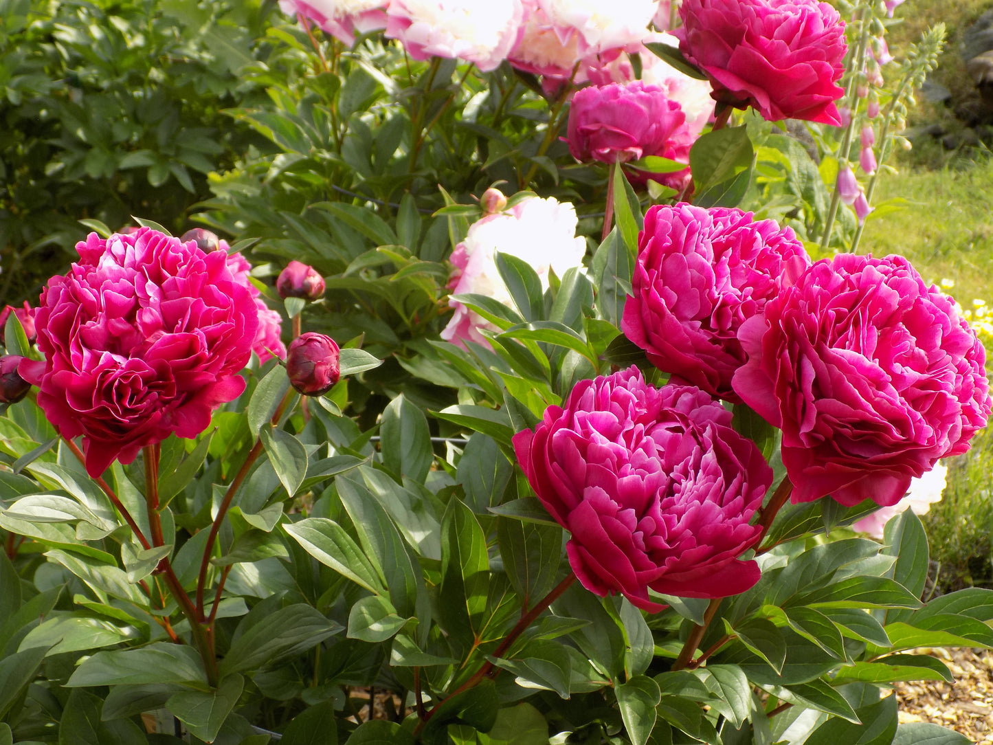 Fiona (Red Sarah Bernhard)