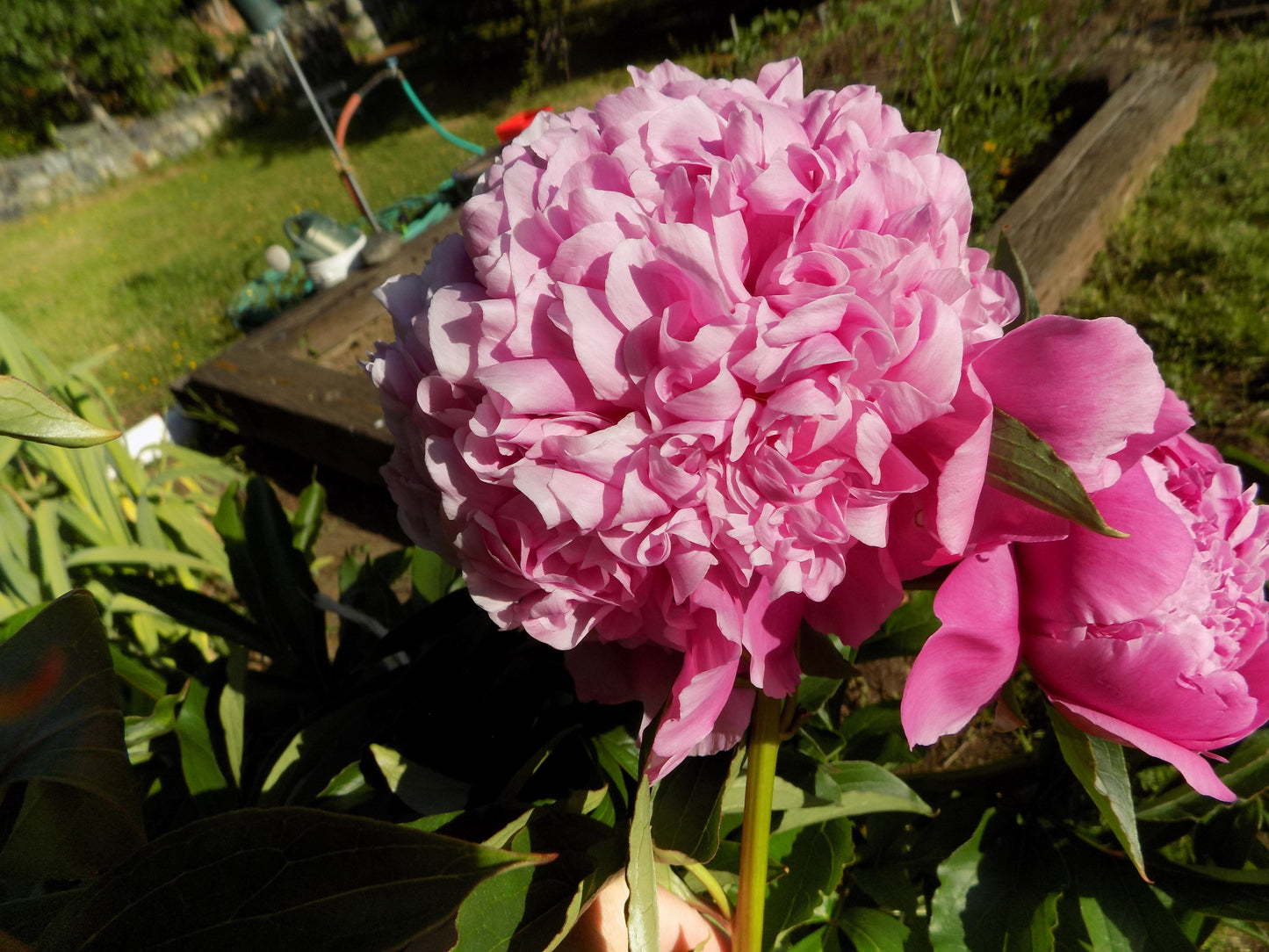 Peony Collection № 3