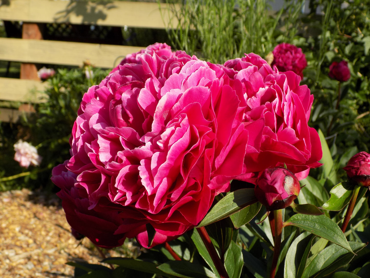 Fiona (Red Sarah Bernhard)