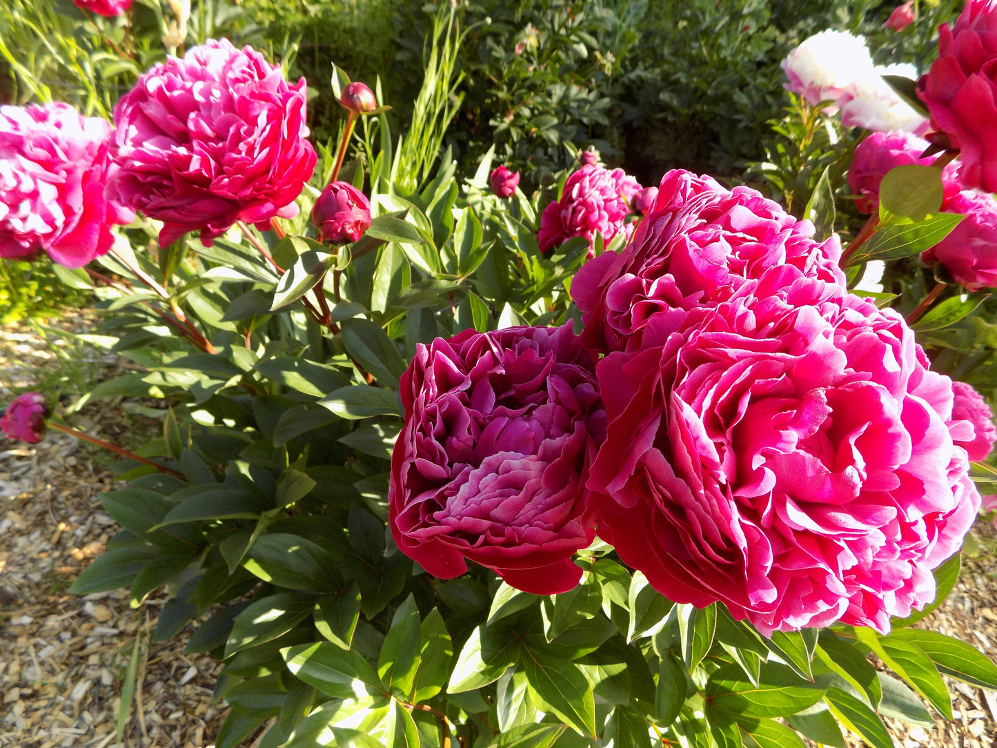 Fiona (Red Sarah Bernhard)