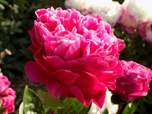 Fiona (Red Sarah Bernhard)