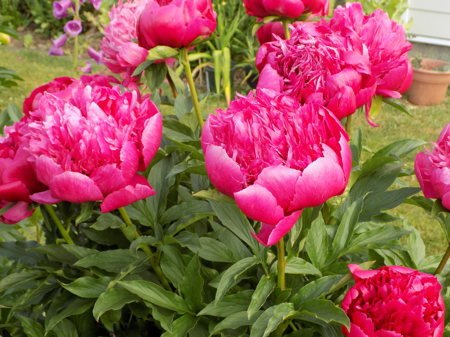 Peony Collection № 2