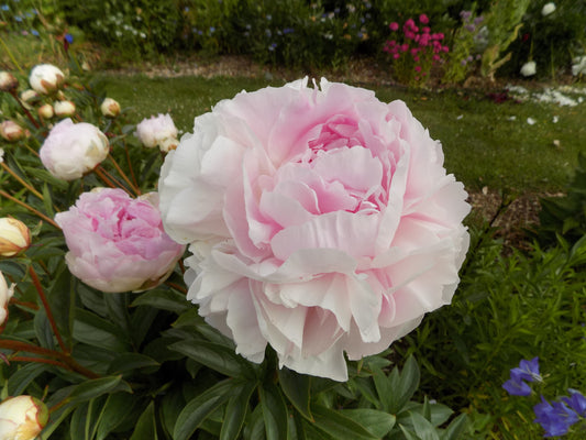 Lady Orchid peony