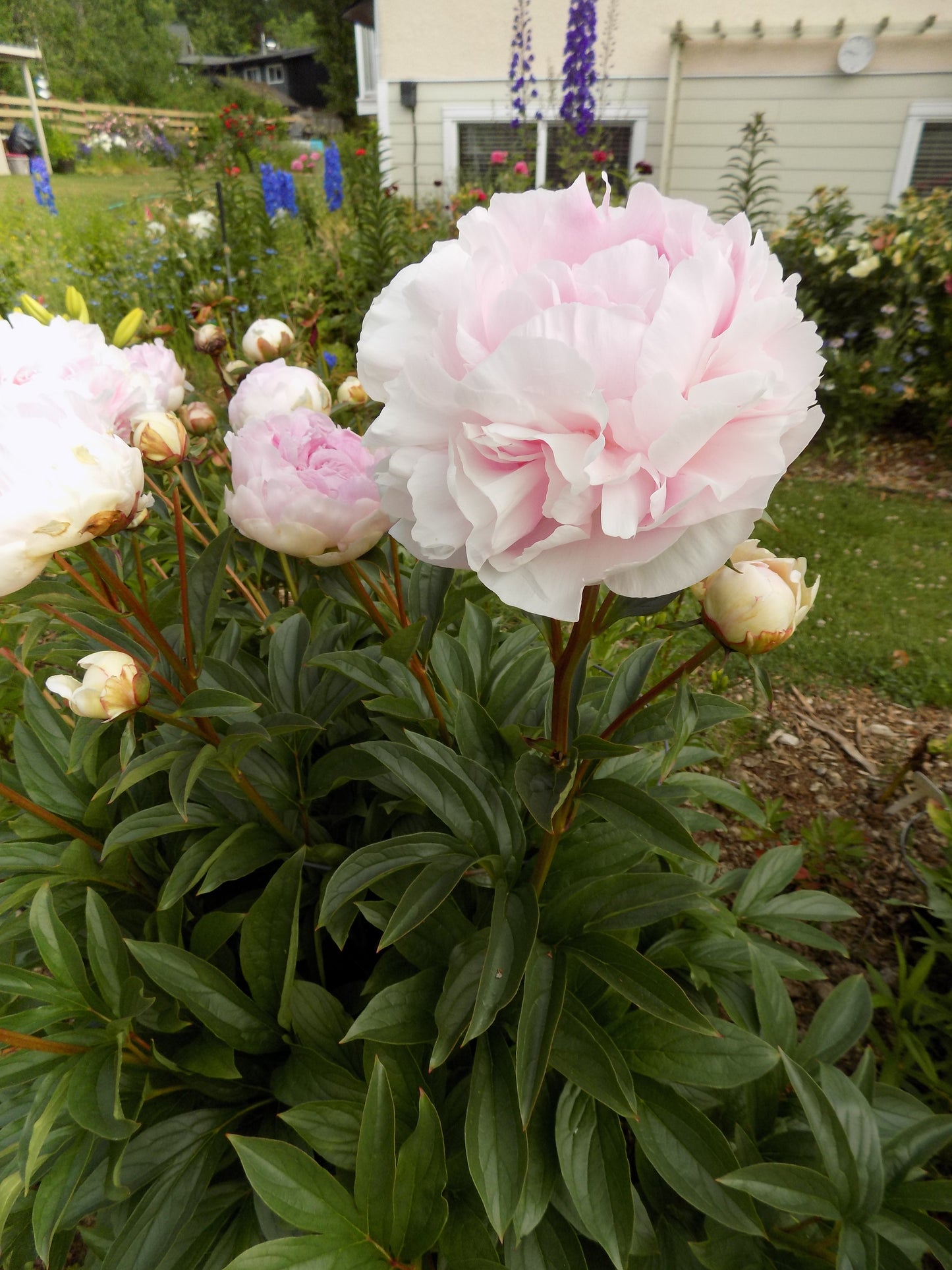Lady Orchid peony
