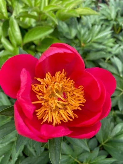 Peony Collection № 1