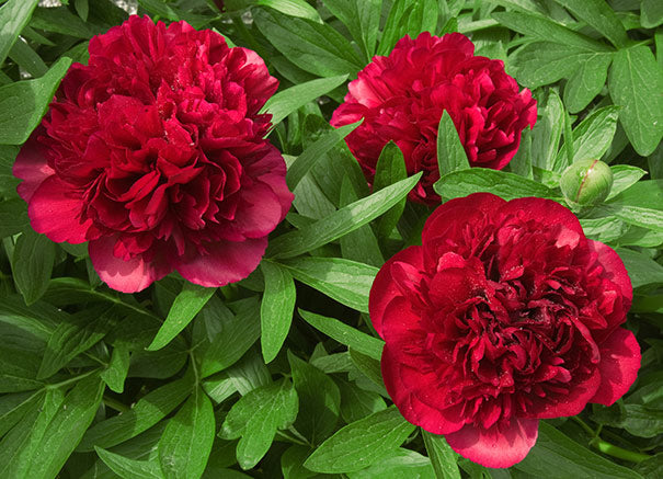 Paeonia officinalis Rubra Plena