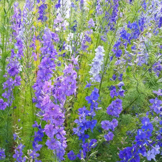 Larkspur blue color