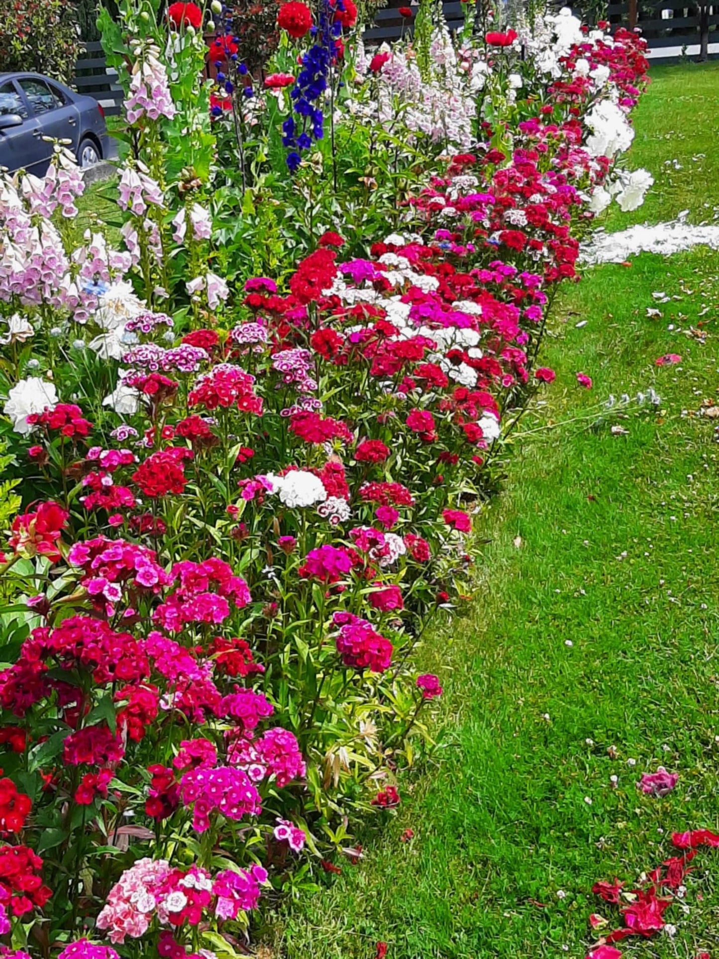 Dianthus barbatus/Sweet William