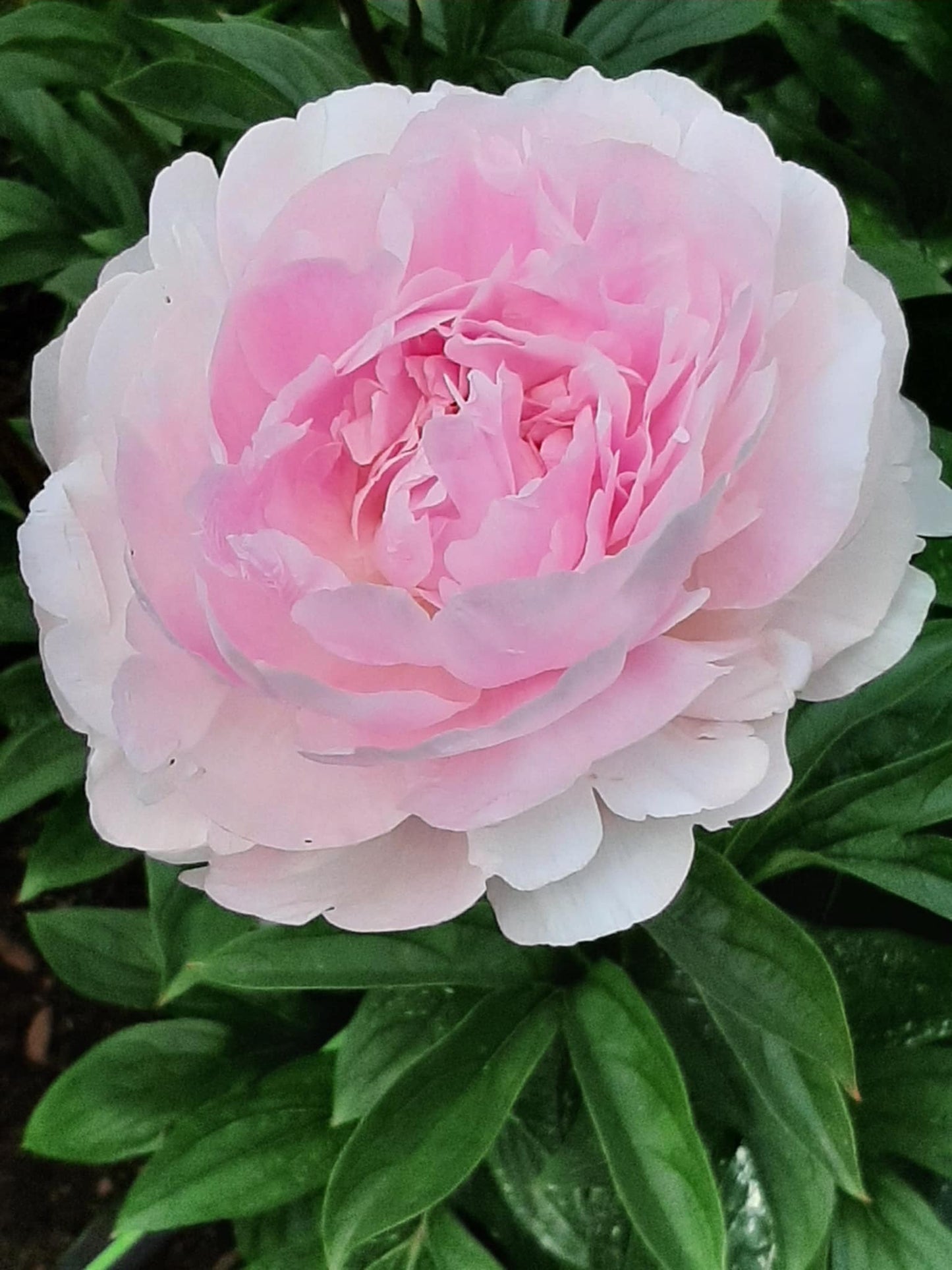 Pink peony