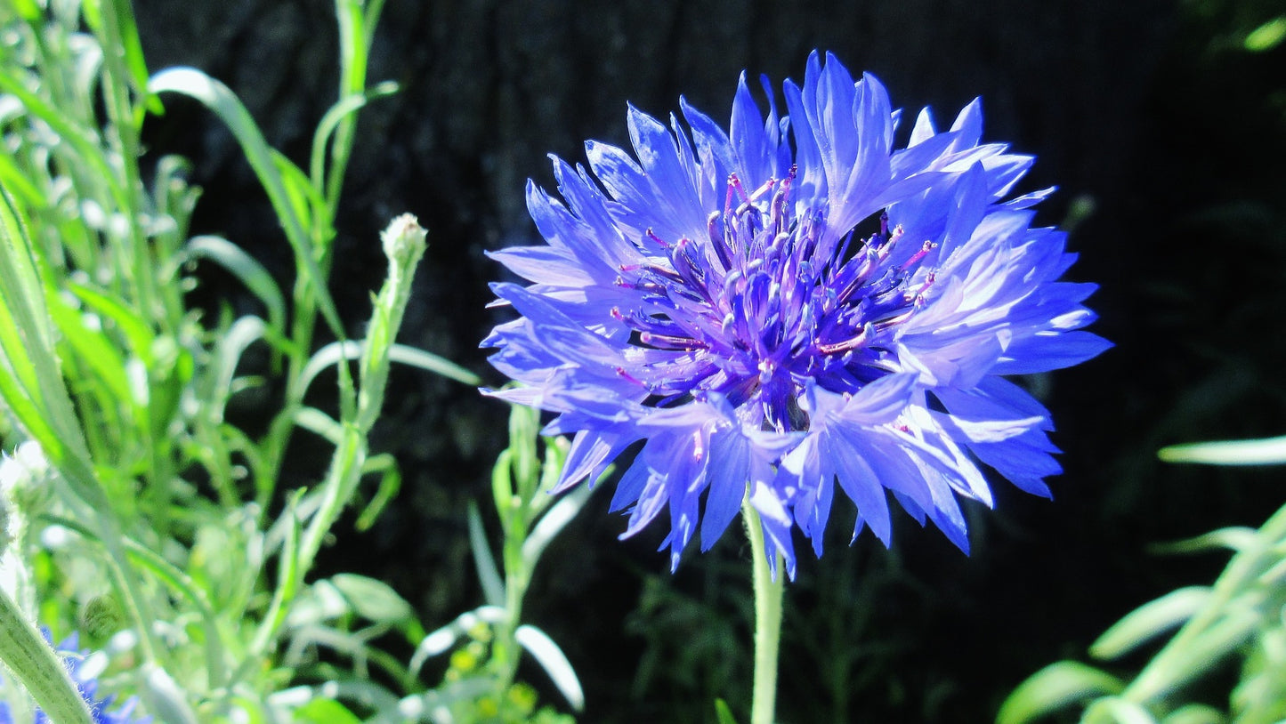 Centaurea cyanus (Bachelor buttons) Blue Boy