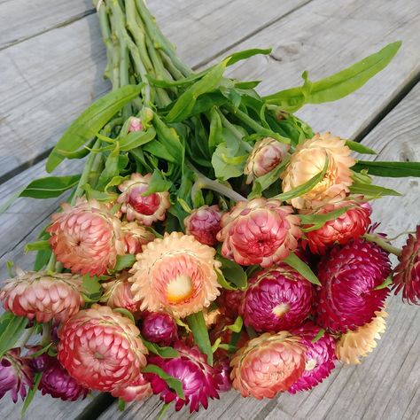 Helichrysum  (strawflowers) mix colors