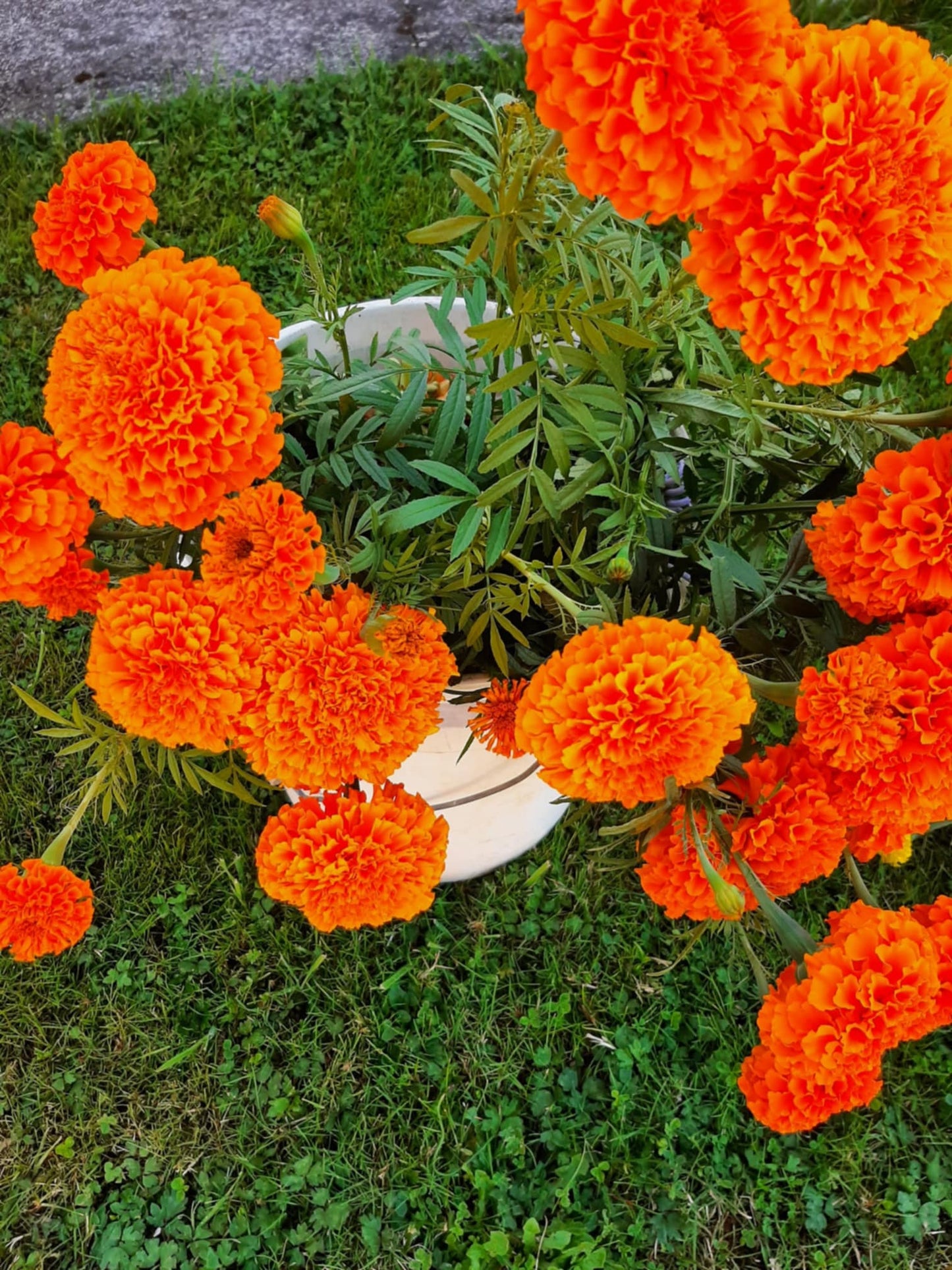 Mexican marigolds "Hawaii"