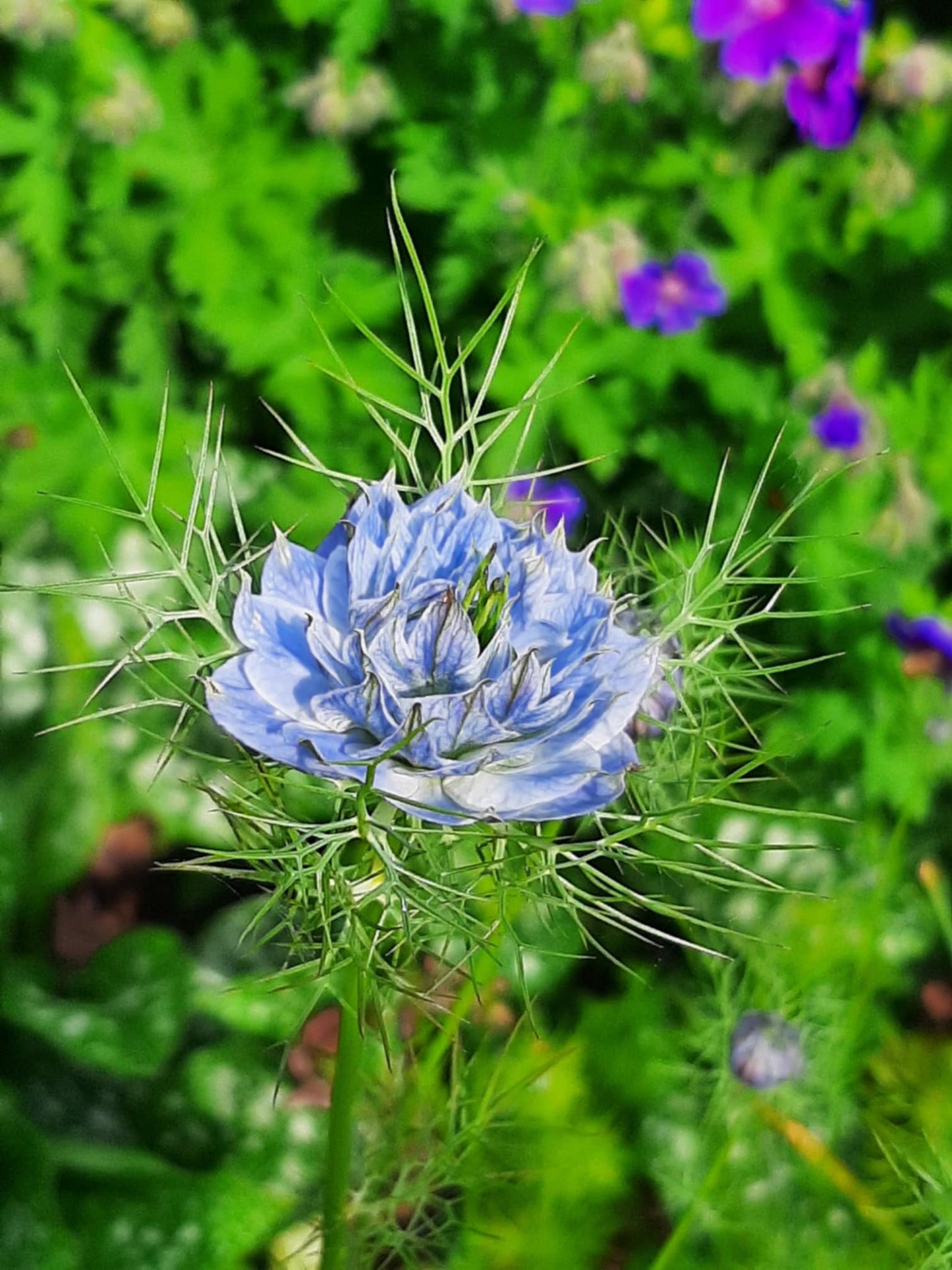 Nigella