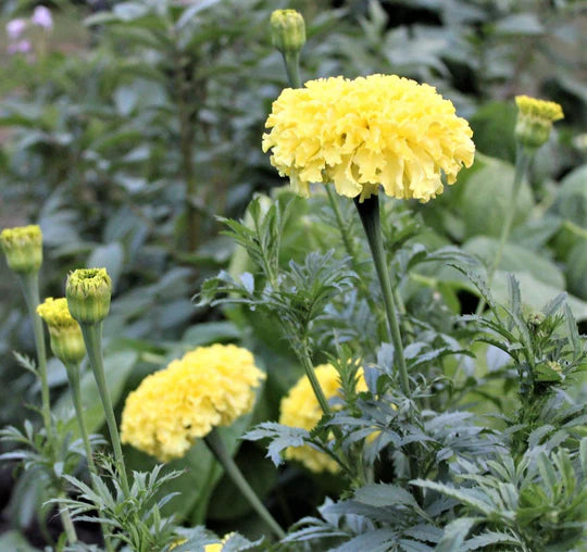 Mexican marigolds Vanila color