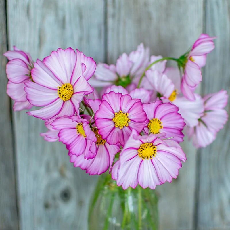 Cosmos "Picotee"