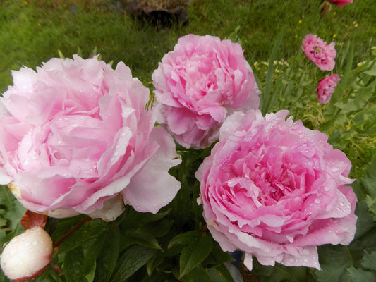 Pink peony