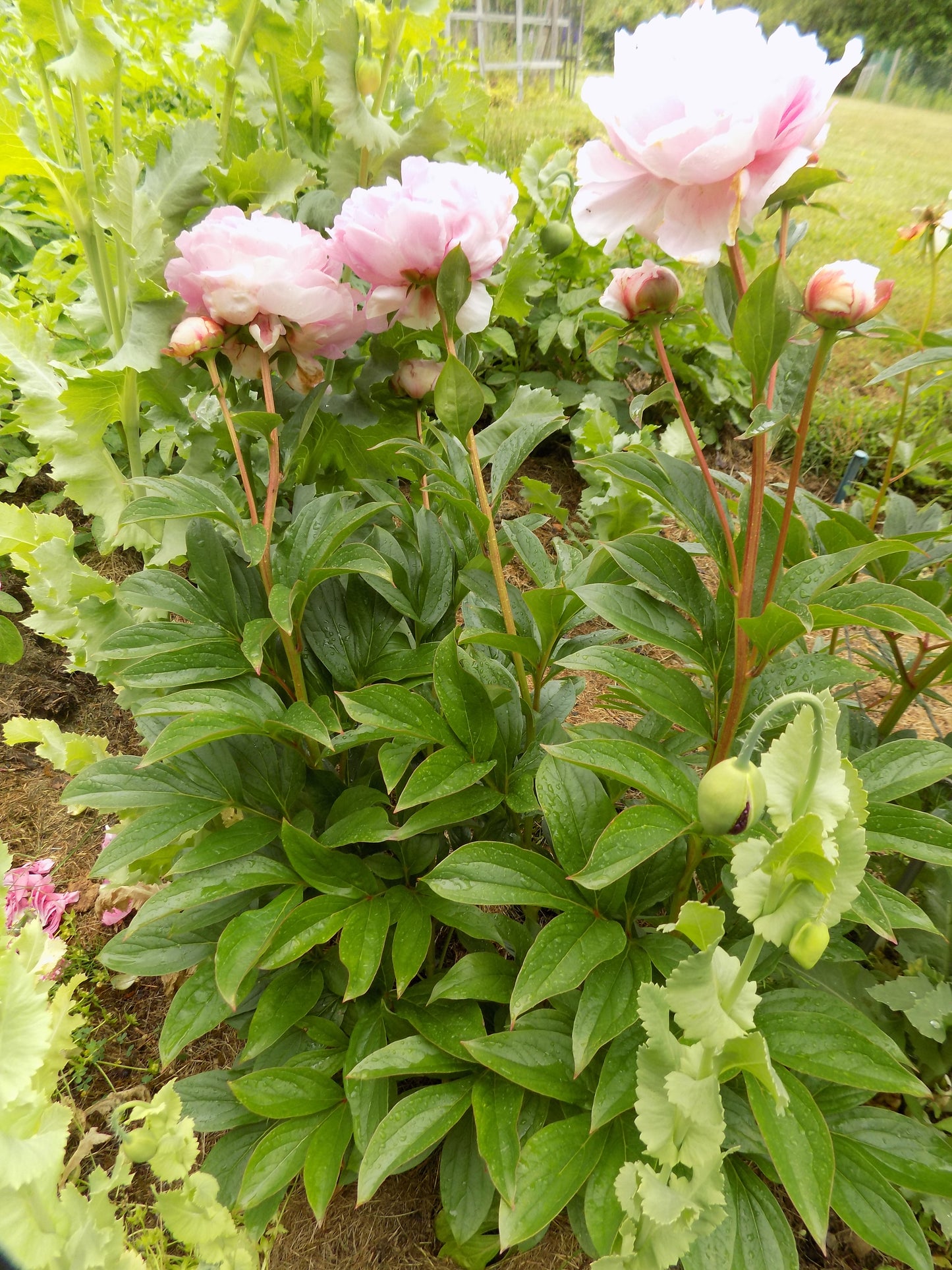 Pink peony