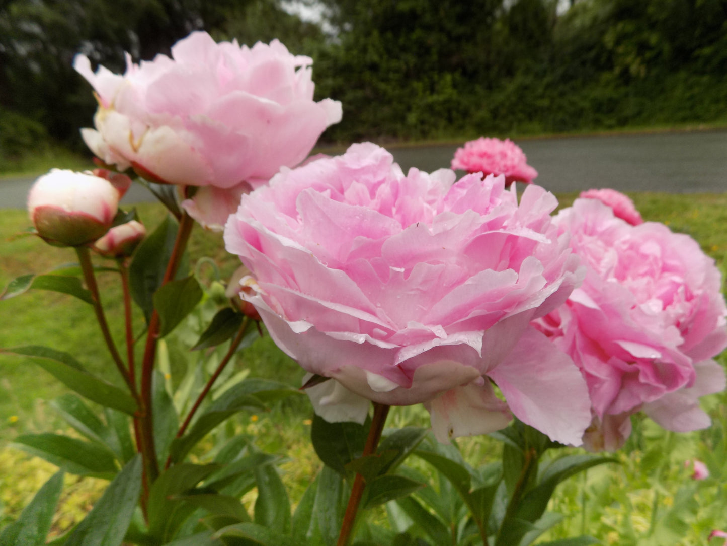 Pink peony