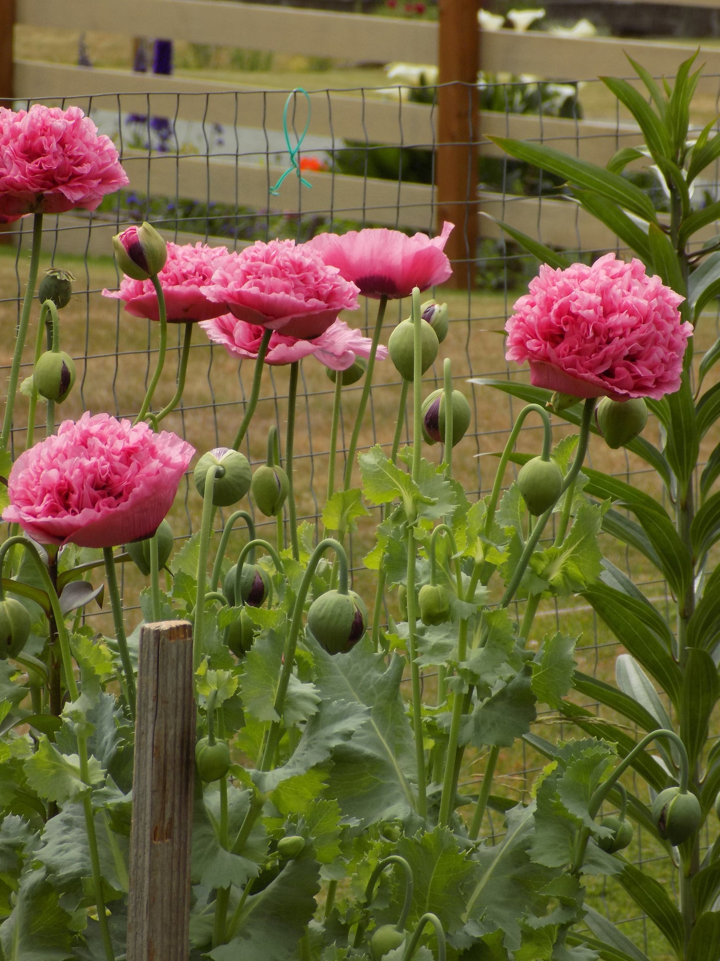 Poppy double pink