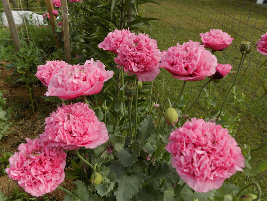 Poppy double pink