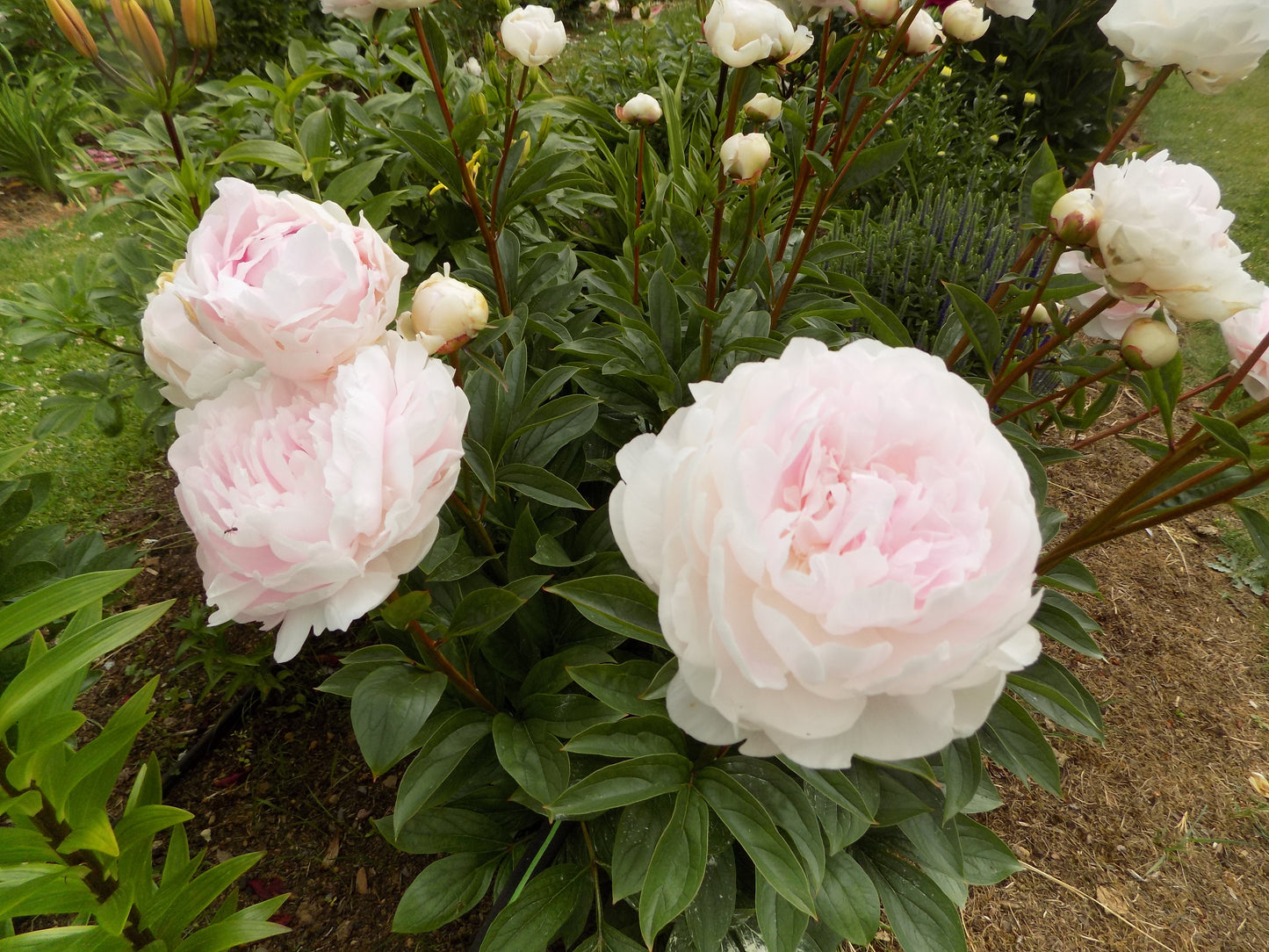 Pink peony